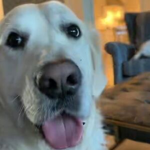 Meet your Posher, Gigi